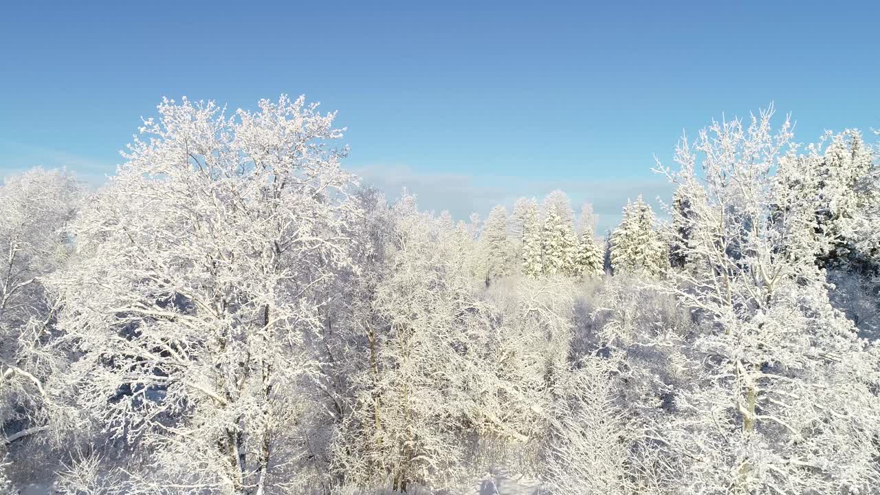 在爱沙尼亚的一个冬日里，朝着一片白雪皑皑的林地移动，背景是晴朗的天空视频素材