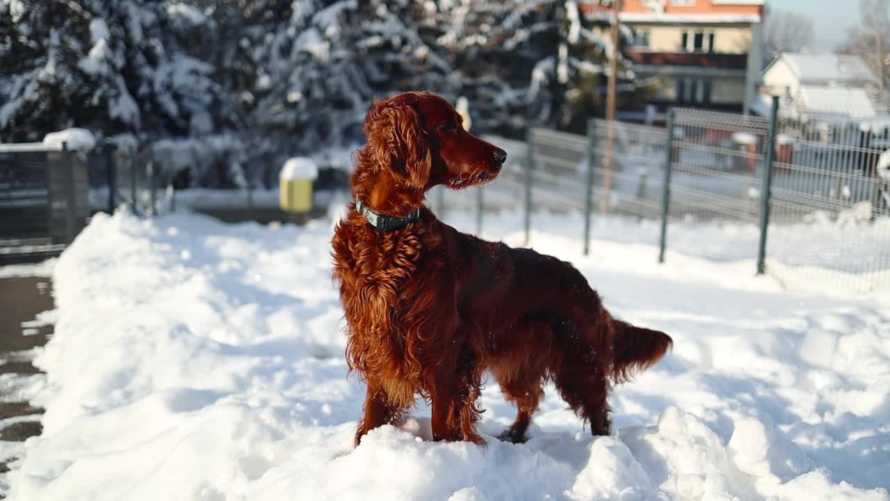 快乐的爱尔兰塞特犬在阳光明媚的一天在公园散步的雪中玩耍视频素材