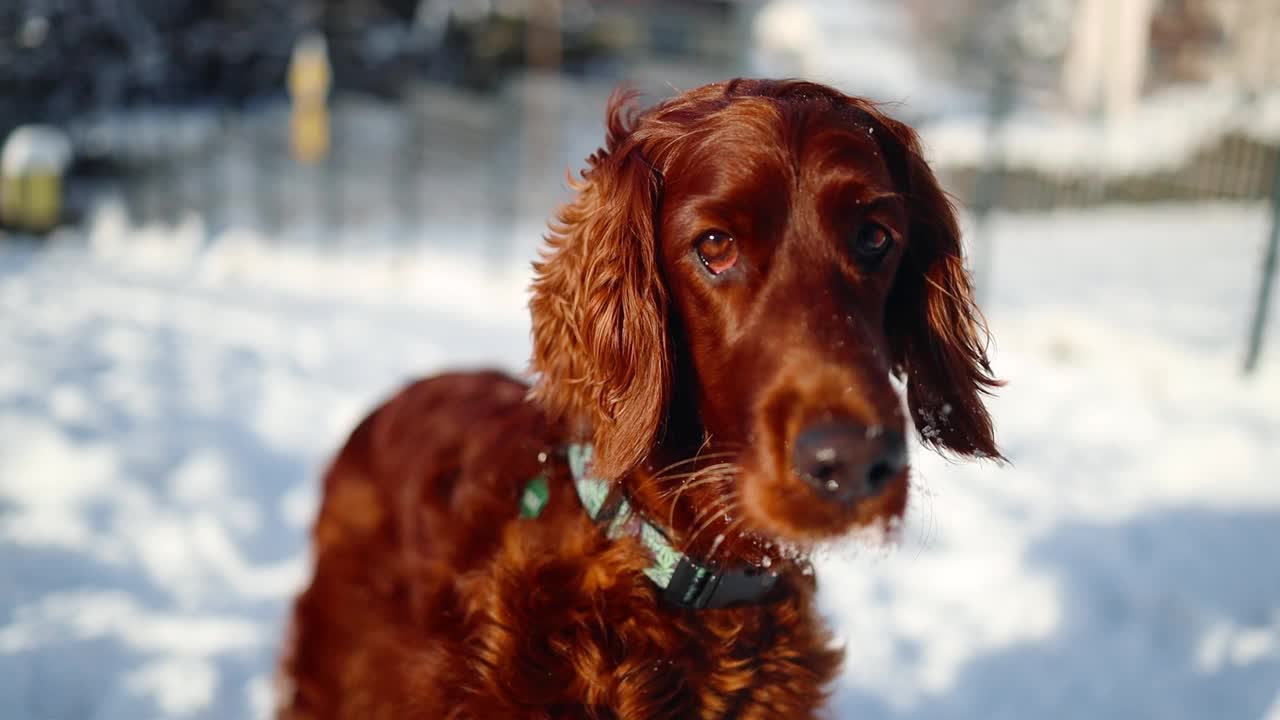 快乐的爱尔兰塞特犬在阳光明媚的一天在公园散步的雪中玩耍视频素材