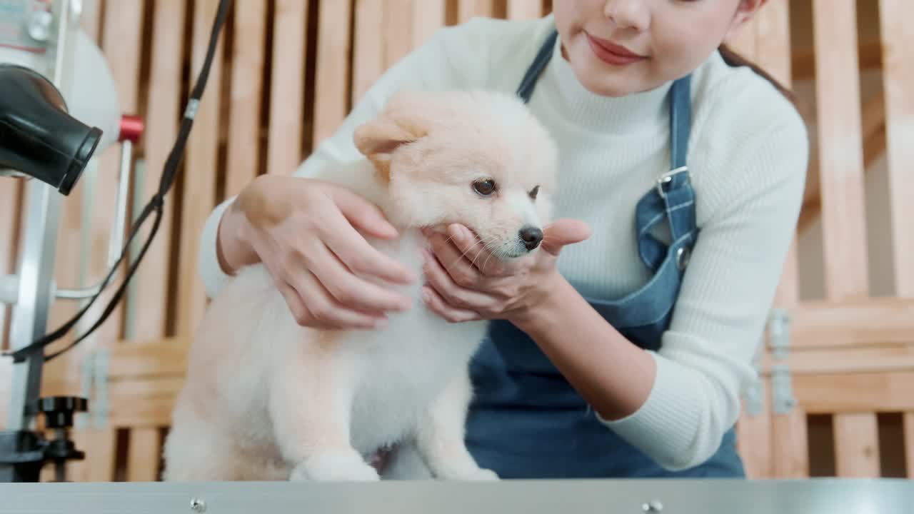 女专业美容师吹干狗毛视频素材