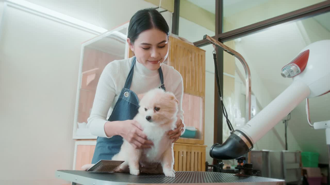 女专业美容师吹干狗毛视频素材