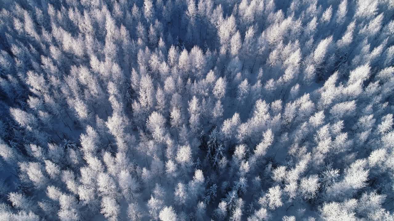 在爱沙尼亚一个寒冷的冬天，弯弯曲曲地降落在一片结霜的白桦林上视频素材