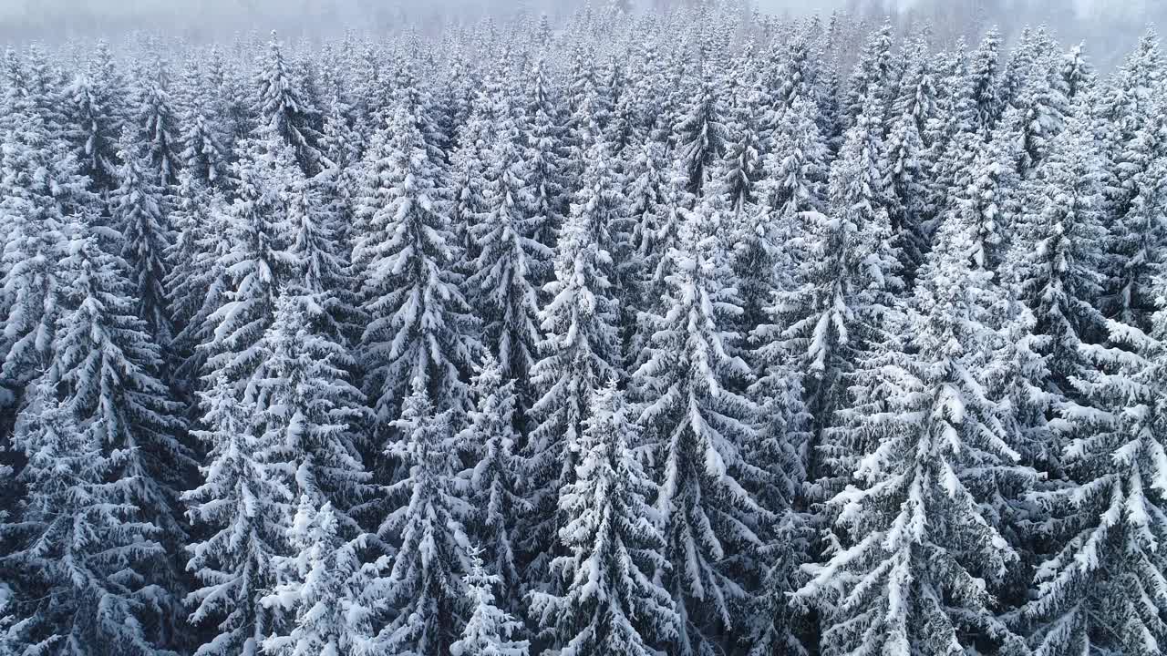 在爱沙尼亚的一个冬天，空中飞过云杉森林积雪的树顶视频素材