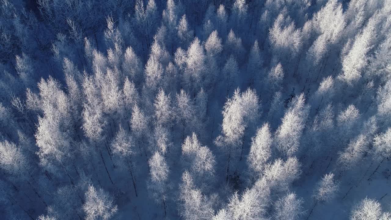 爱沙尼亚12月冬天的一天，运动在结霜的白桦树和灌木丛上视频素材