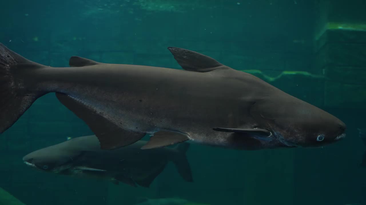 一群热带鱼在大水族馆里游泳。视频素材