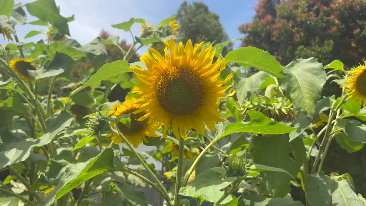 向日葵在风中摇曳视频素材