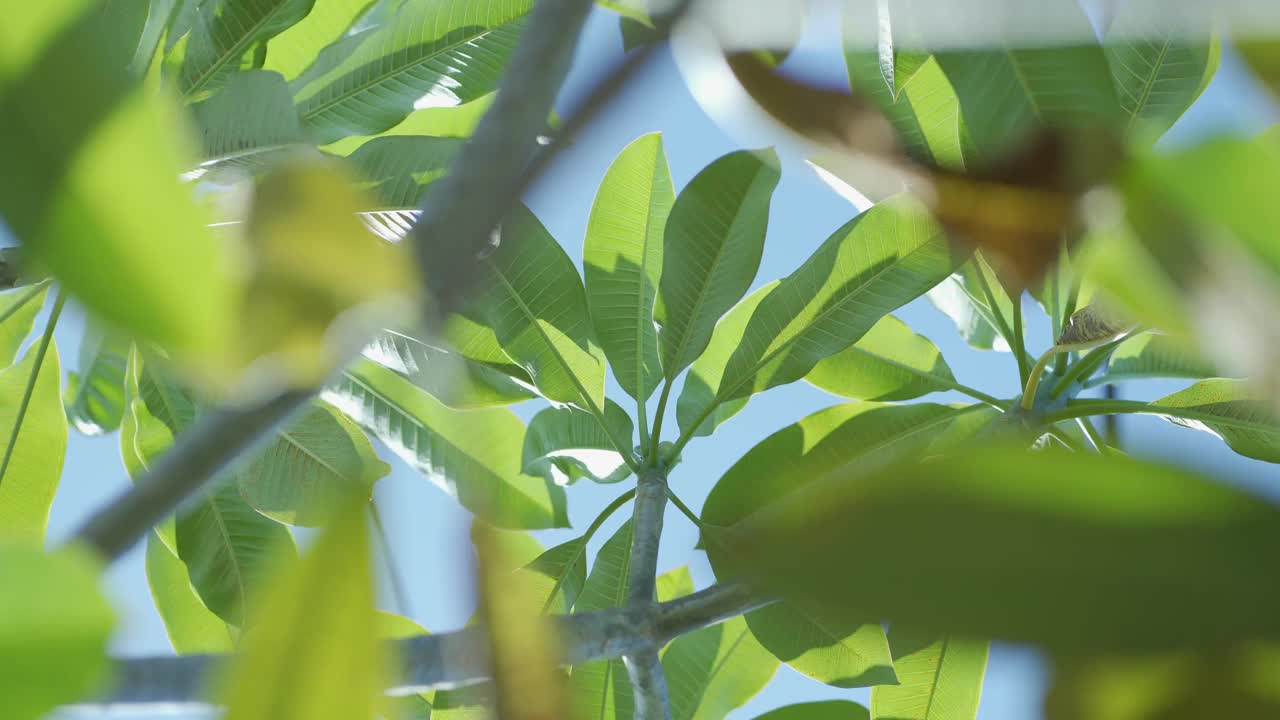 鸡蛋花的叶子在白天被风吹着视频下载