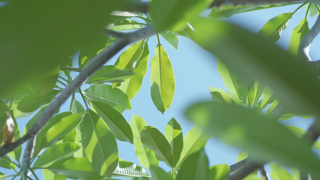 鸡蛋花的叶子在白天被风吹着视频素材