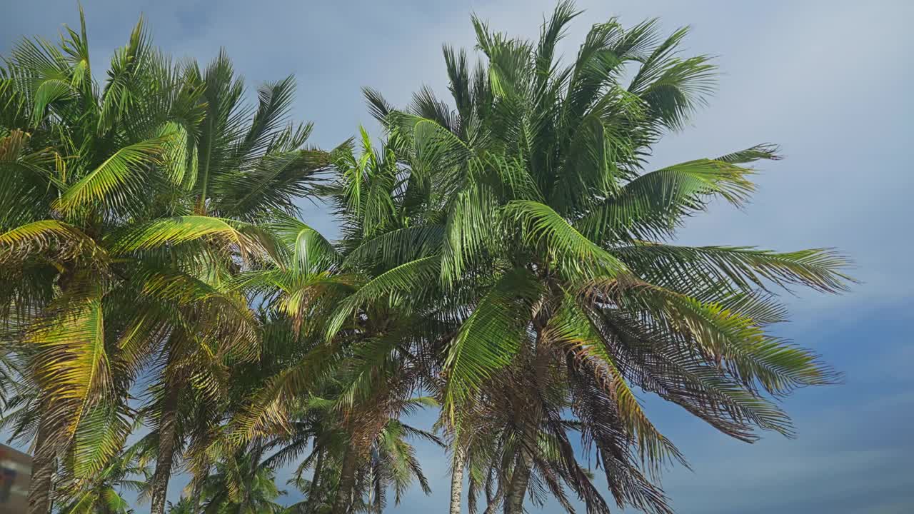 热带加勒比岛海滩上的椰子树视频素材