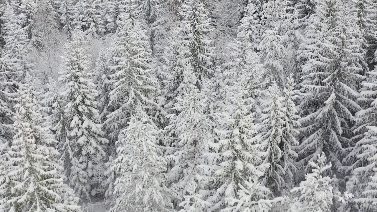 冬天飞越白雪皑皑的云杉山顶视频素材