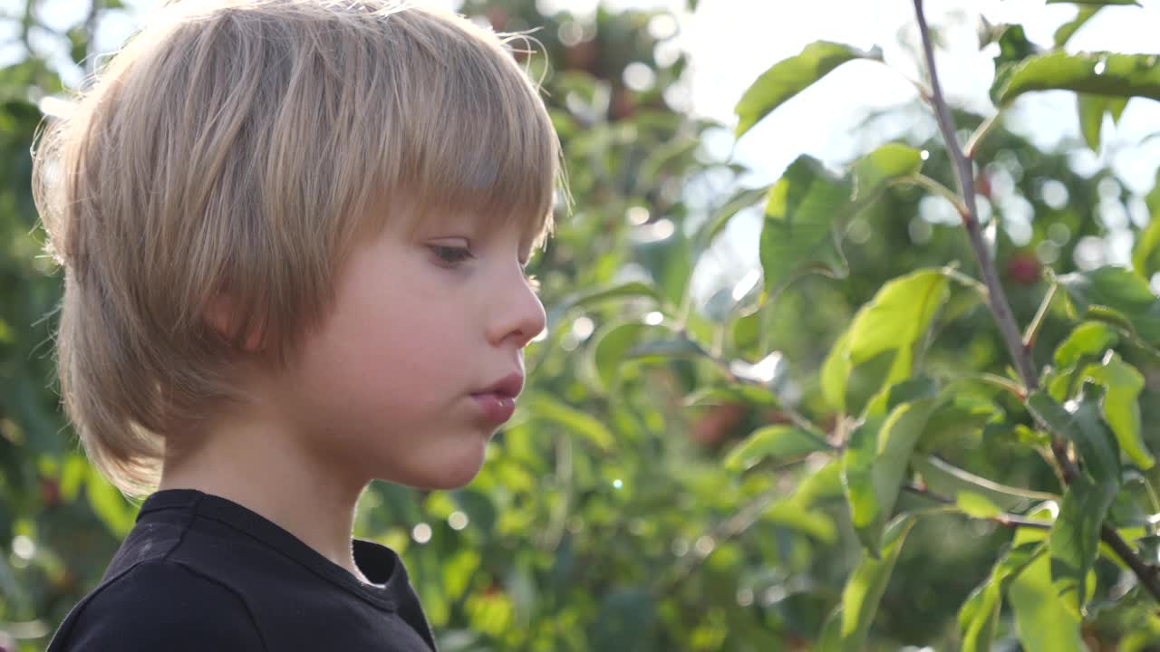 可爱的孩子男孩在阳光下呆在户外的苹果树花园里吃成熟多汁的水果视频素材