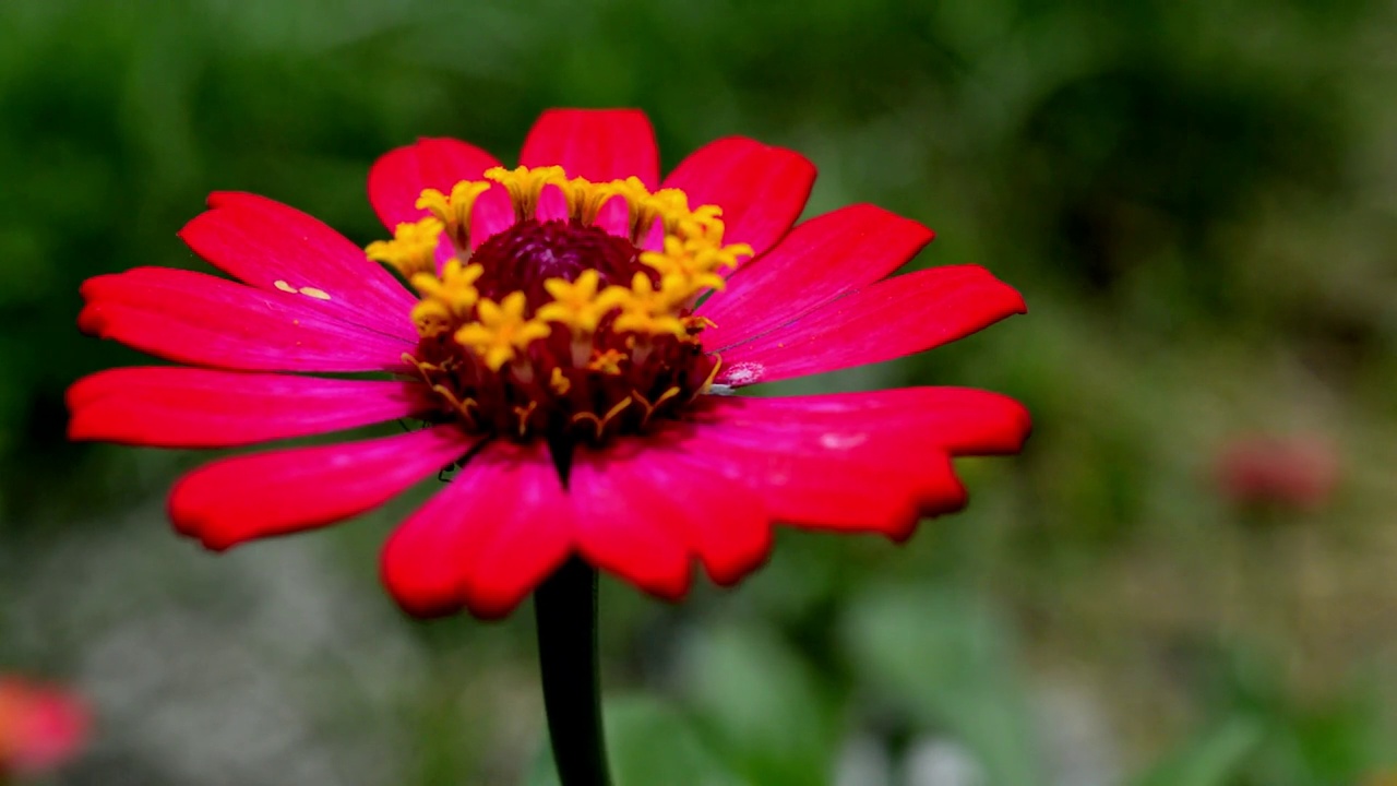 zinnia花视频素材