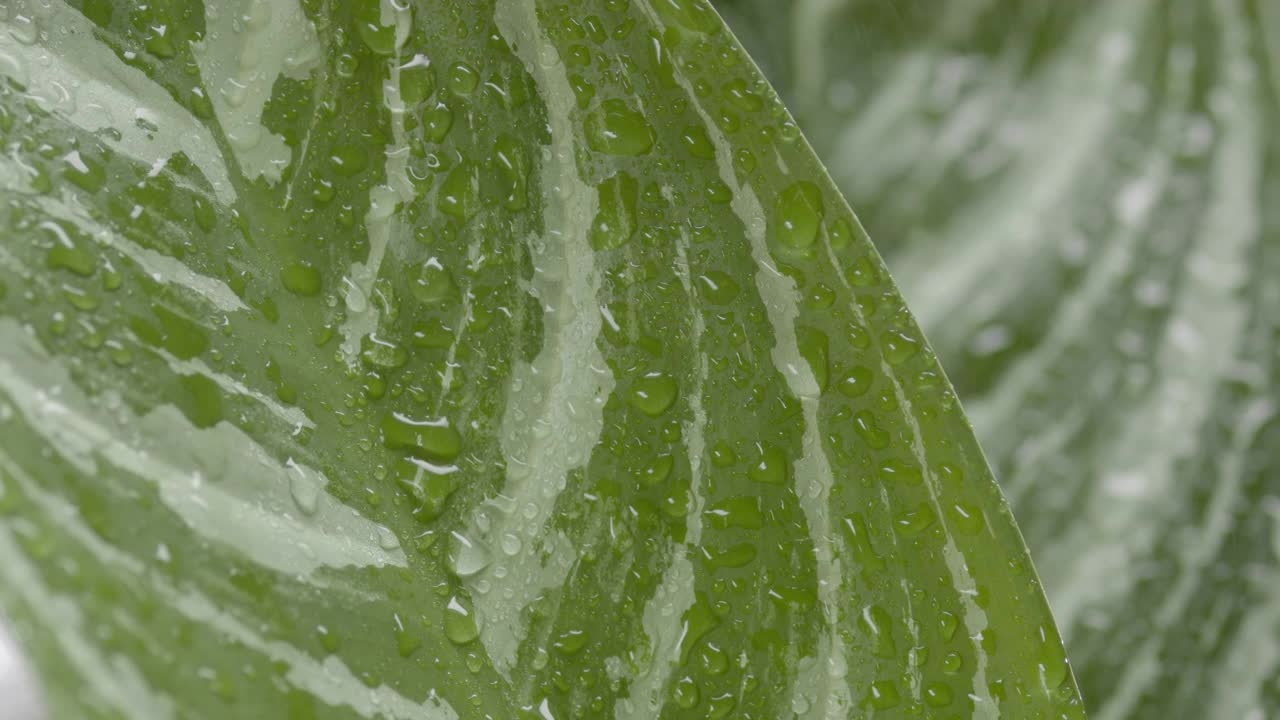 雨滴落在万叶花的叶子上，然后滚下来视频素材