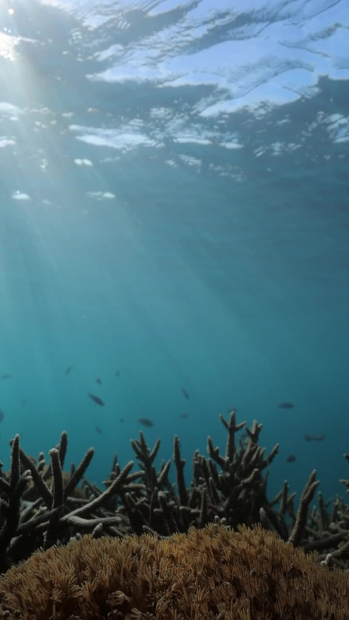 当阳光穿过水下波浪时，一群小鱼在珊瑚上游泳的慢动作镜头——印度尼西亚龙目岛视频素材