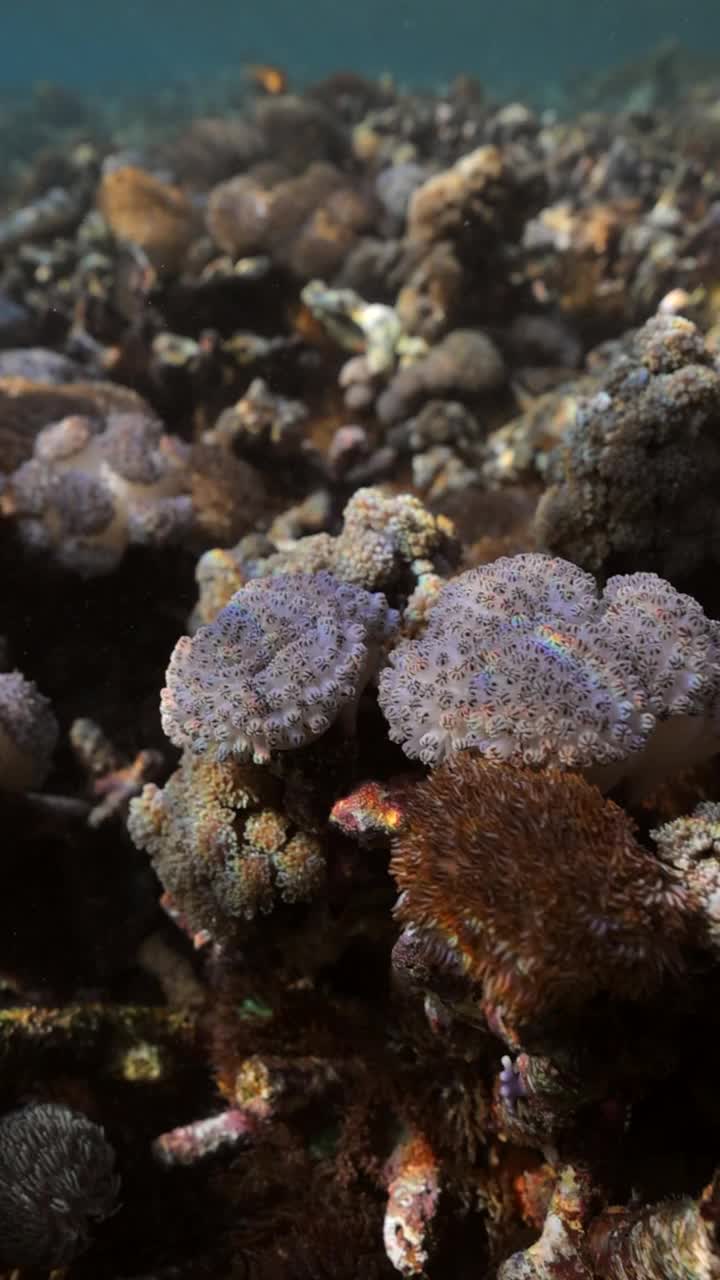 在深海中宁静的珊瑚上的波浪的慢动作特写模式-印度尼西亚龙目岛视频素材