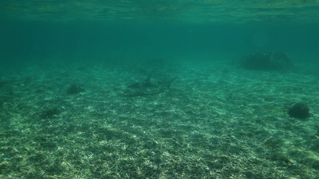 在宁静的海底，鲨鱼游过海底——印度尼西亚龙目岛视频素材