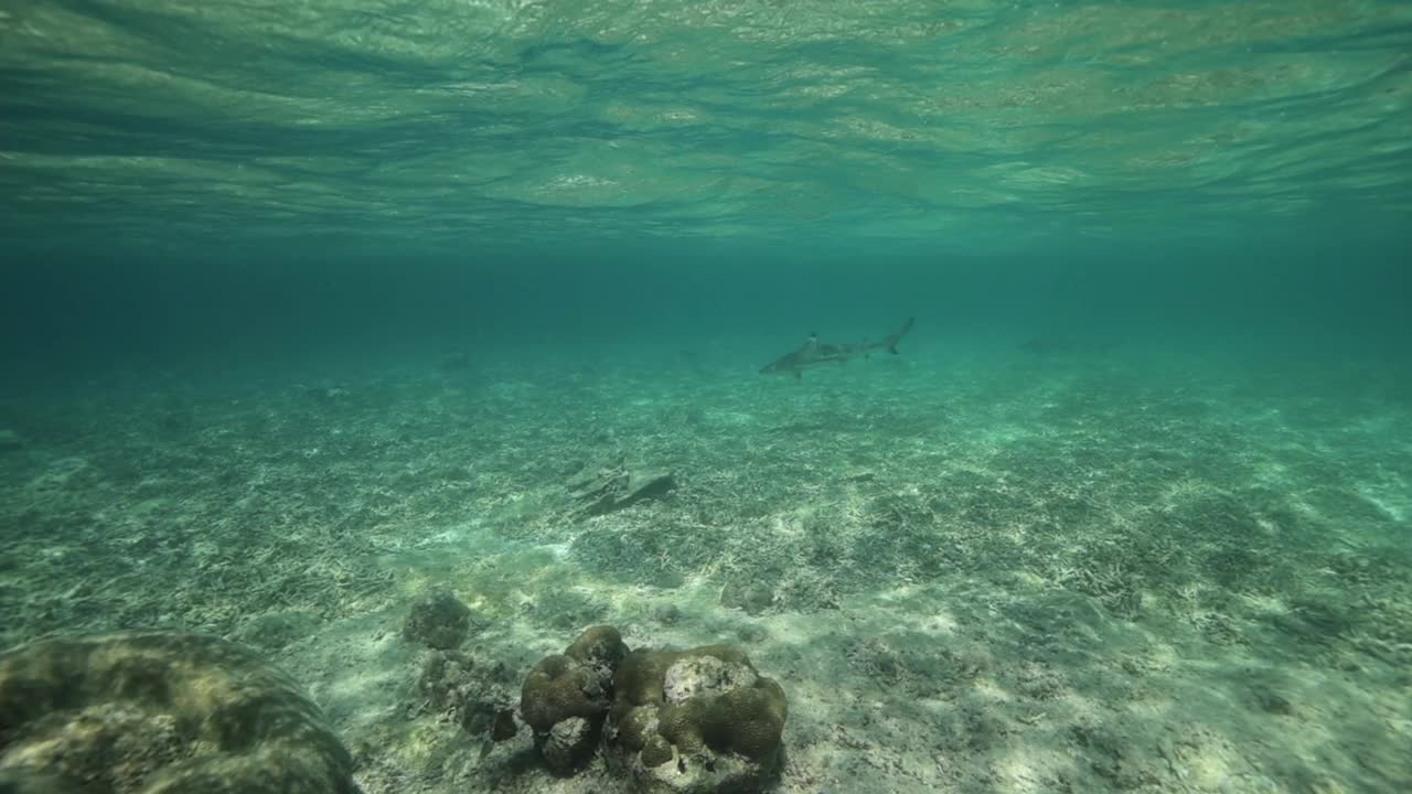 小鲨鱼游泳在深海海底-龙目岛，印度尼西亚视频素材