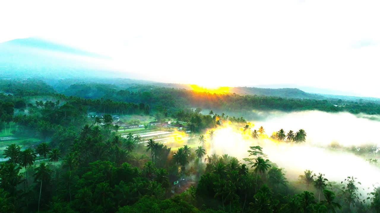 空中平移拍摄宁静的梯田日出期间，无人机飞越森林树木-巴厘岛，印度尼西亚视频素材