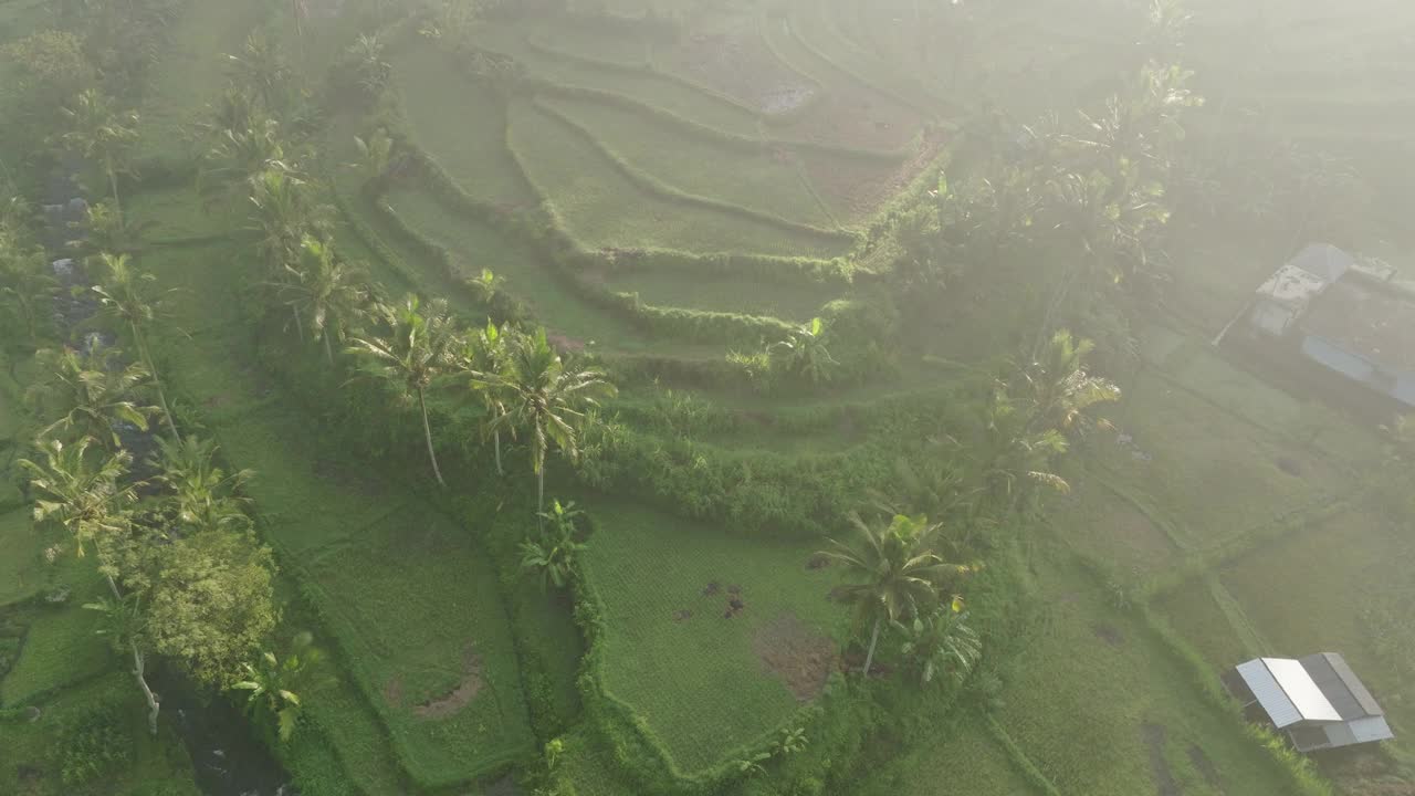 空中倾斜的绿色耕地在山上的镜头，无人机在大雾天气飞行向前-巴厘岛，印度尼西亚视频素材