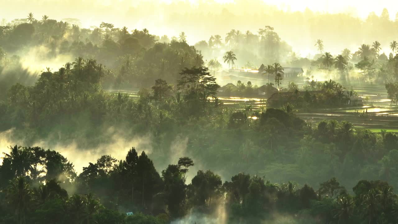 在早晨宁静的森林中，雾的壮丽景色的封锁镜头-印度尼西亚巴厘岛视频素材