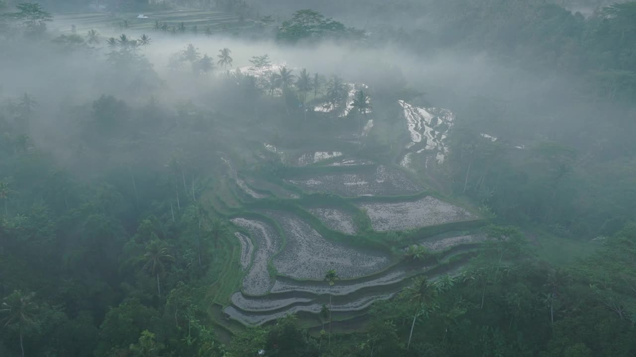 空中平移拍摄潮湿的稻田在早晨在多雾的天气-巴厘岛，印度尼西亚视频素材