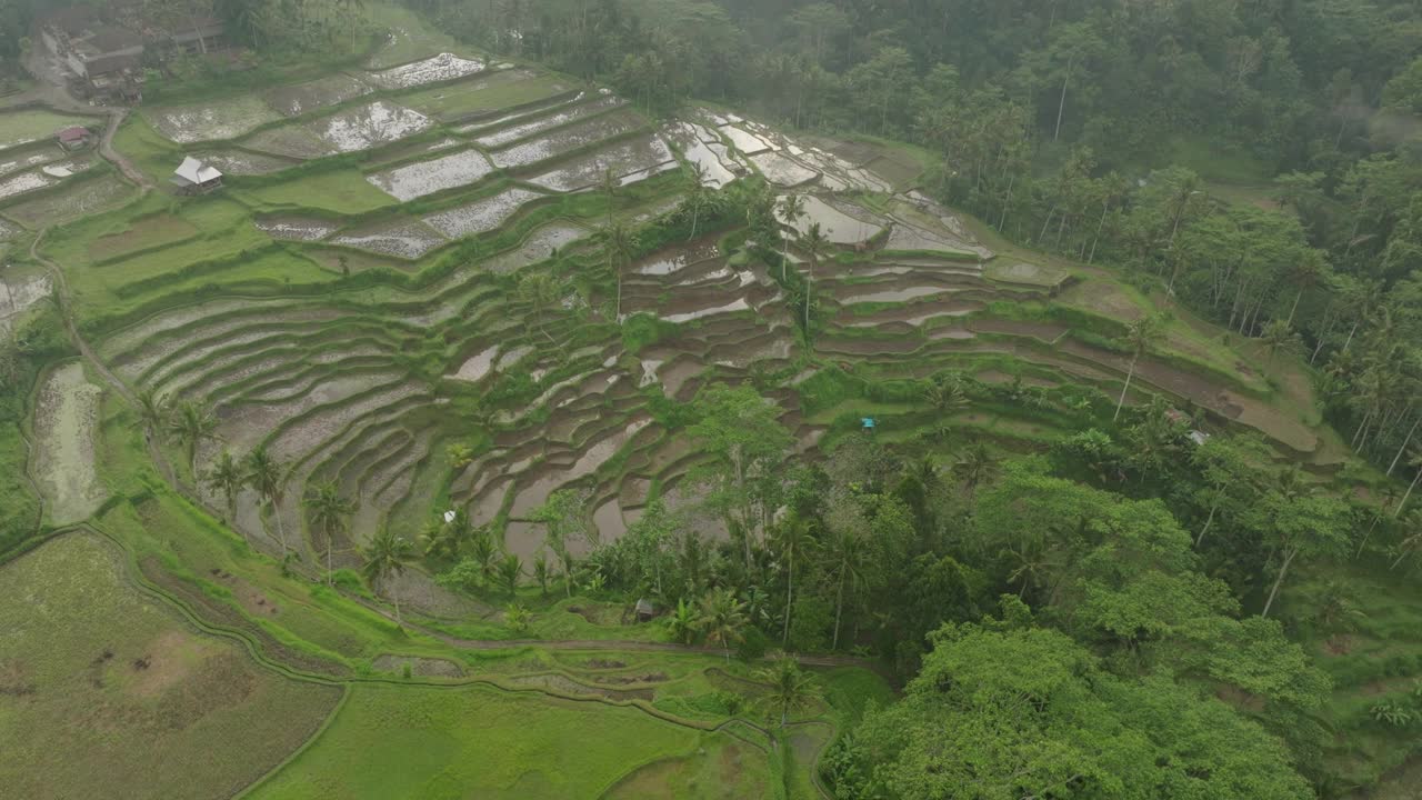 空中平移镜头湿梯田上的绿色山丘-巴厘岛，印度尼西亚视频素材