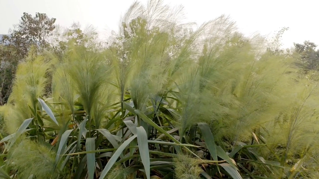 印度部落地区的绿草植物高清(4k视频)视频下载