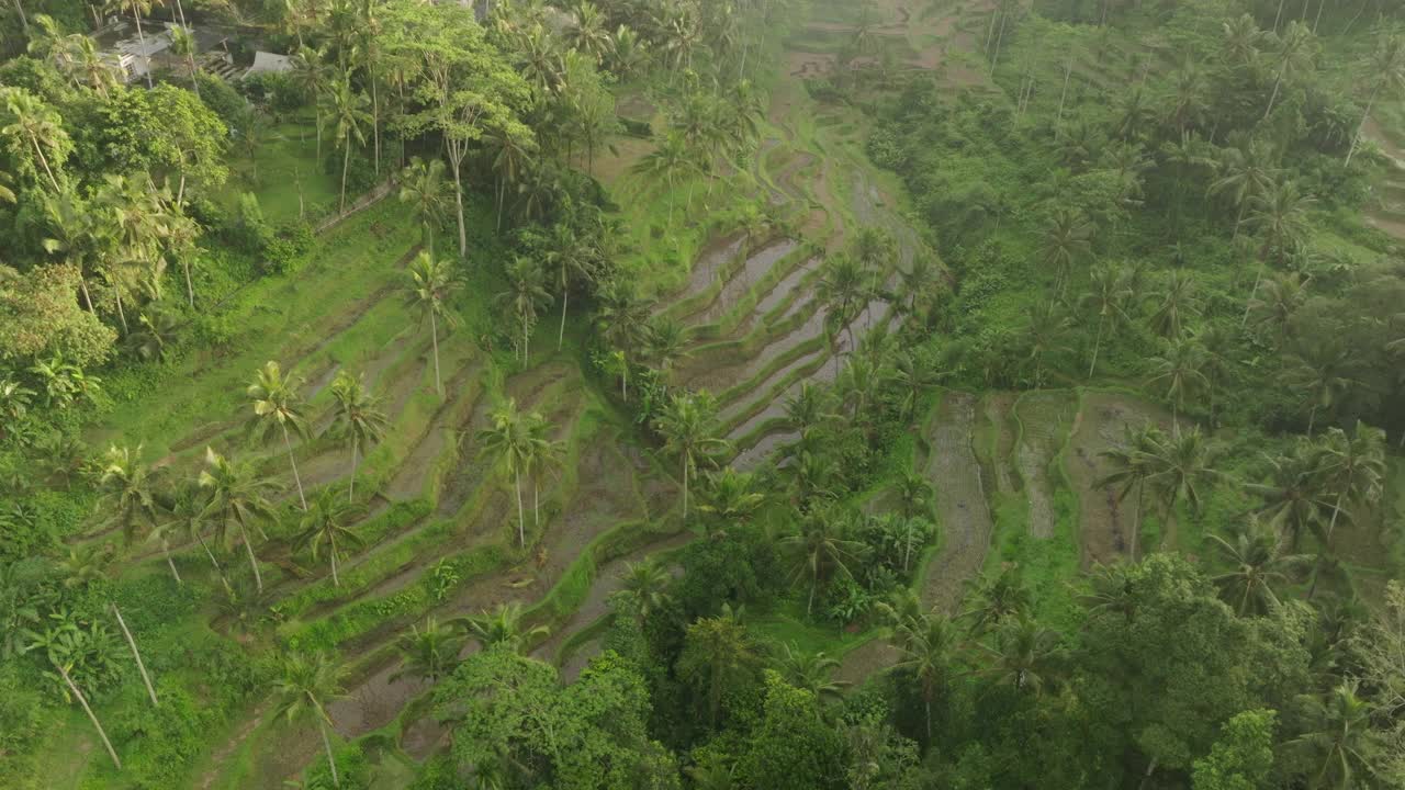 宁静的山上潮湿的稻田的空中平移镜头-巴厘岛，印度尼西亚视频素材