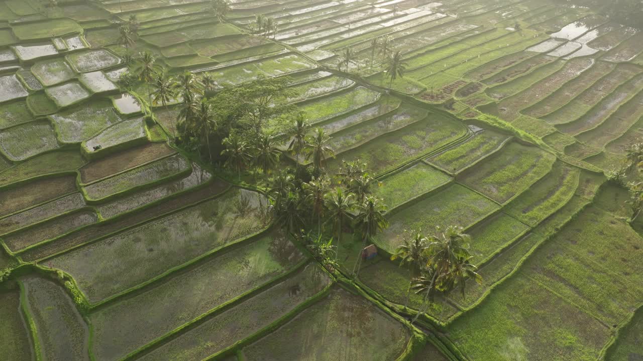 空中平移拍摄的绿色耕地稻田景观-巴厘岛，印度尼西亚视频素材