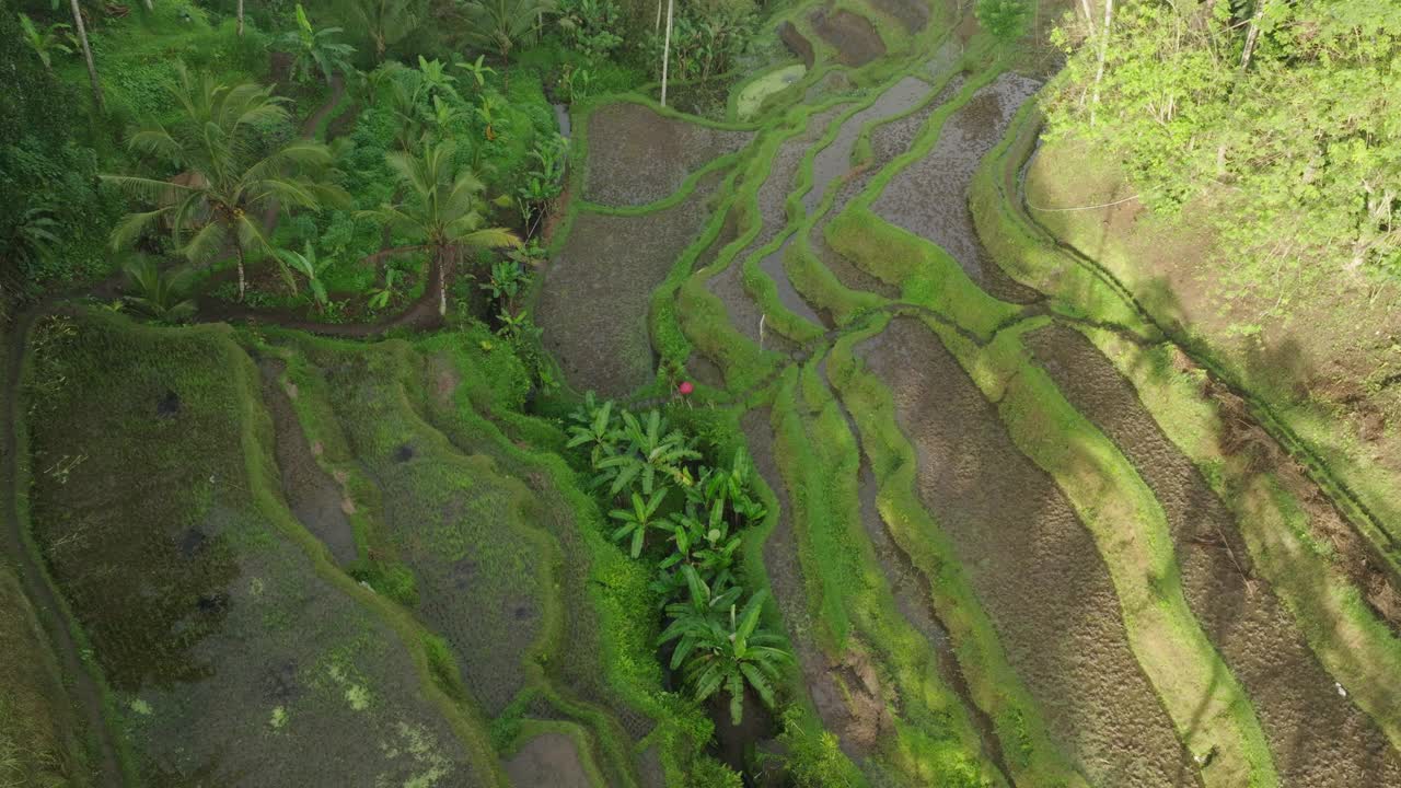 航拍:无人机拍摄的宁静的水稻梯田在山上-巴厘岛，印度尼西亚视频素材