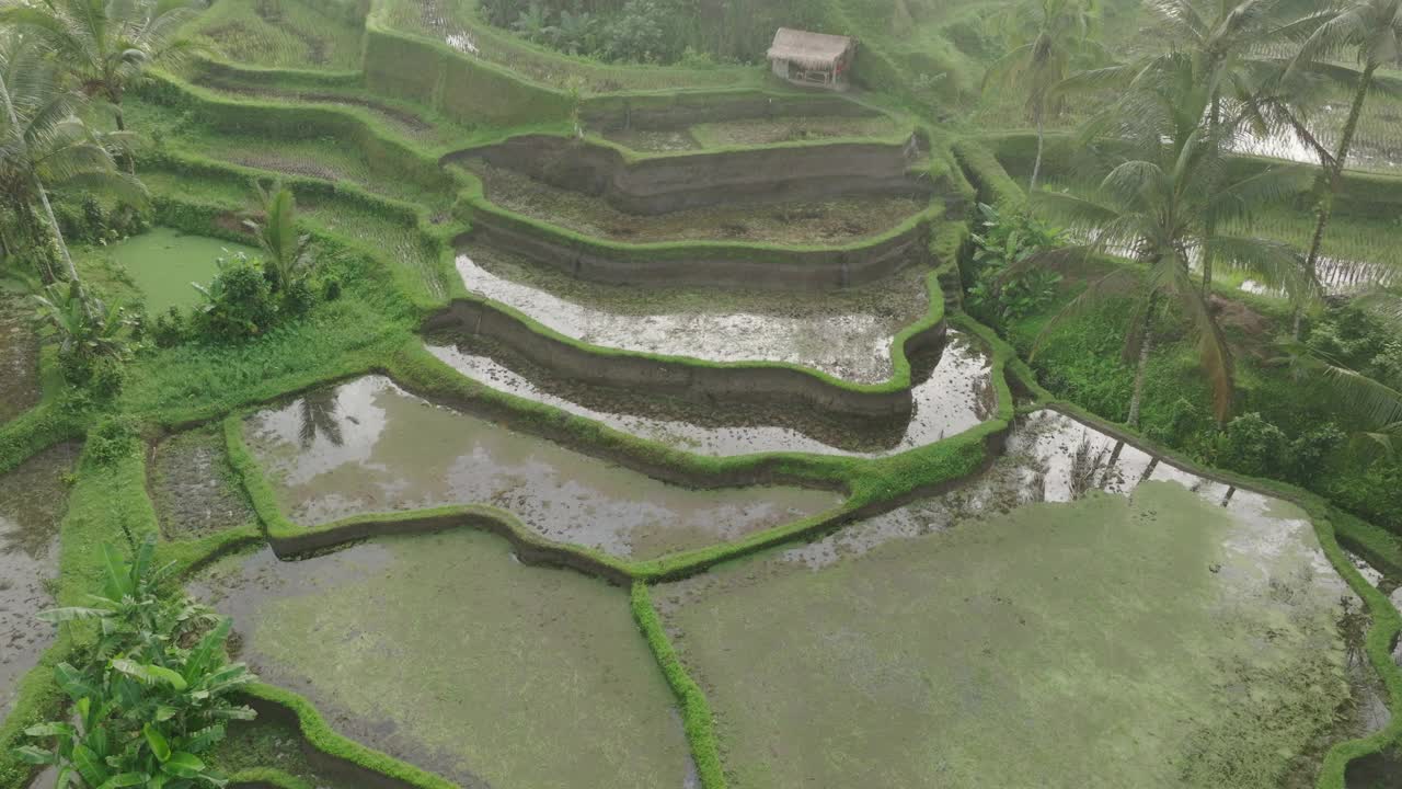 航拍:无人机拍摄的潮湿的绿色梯田在山上-巴厘岛，印度尼西亚视频素材