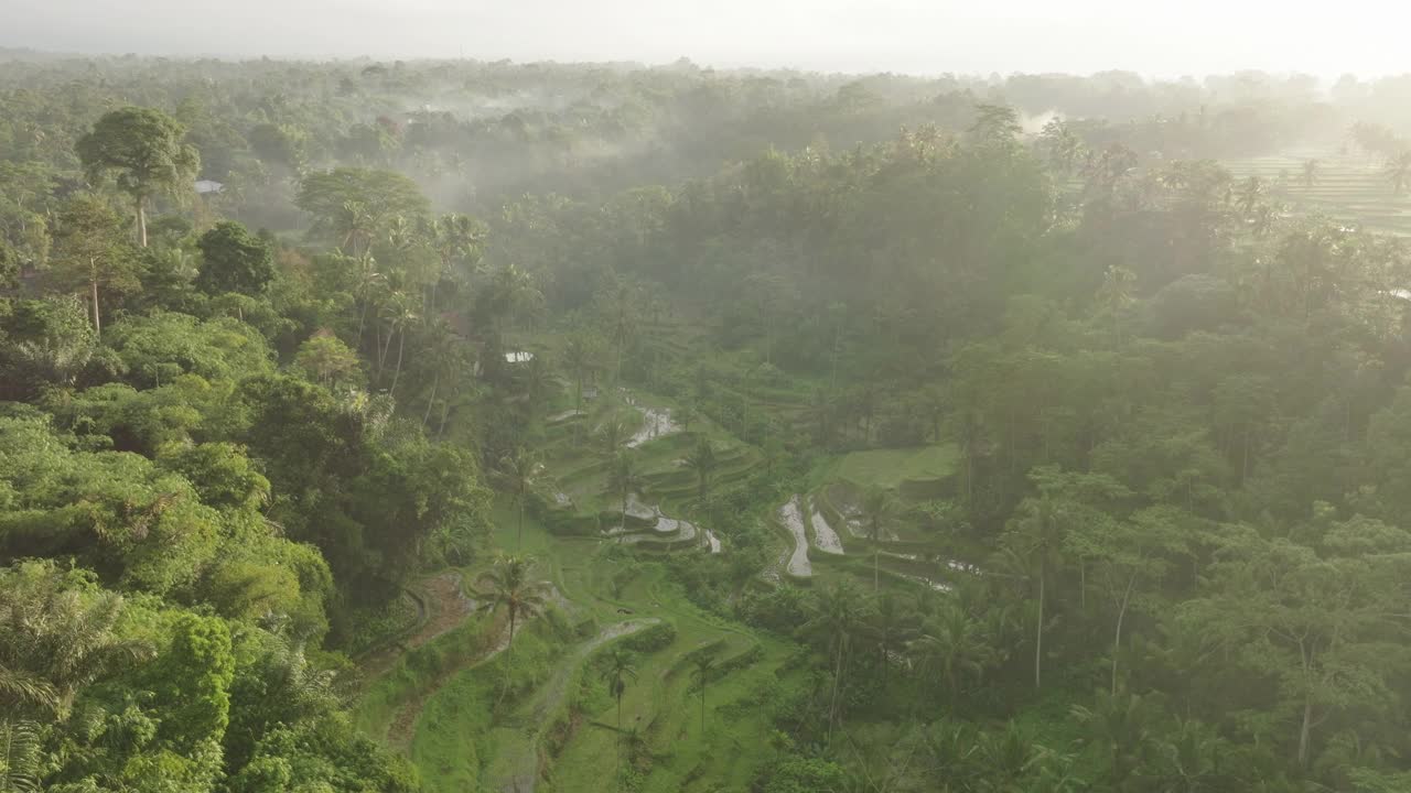 山上潮湿耕地的空中美景，无人机在绿色树木上向前飞行-印度尼西亚巴厘岛视频素材