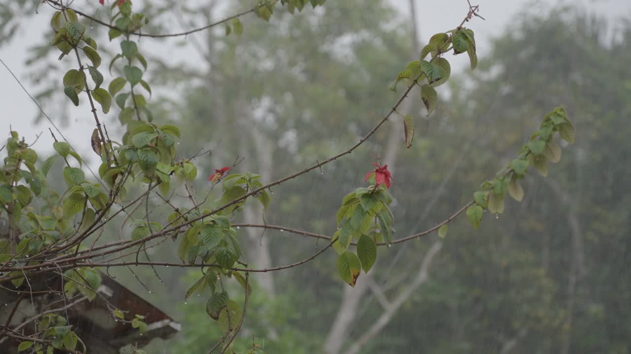 雨落在森林开花植物上的美丽景象-巴西玛瑙斯视频素材