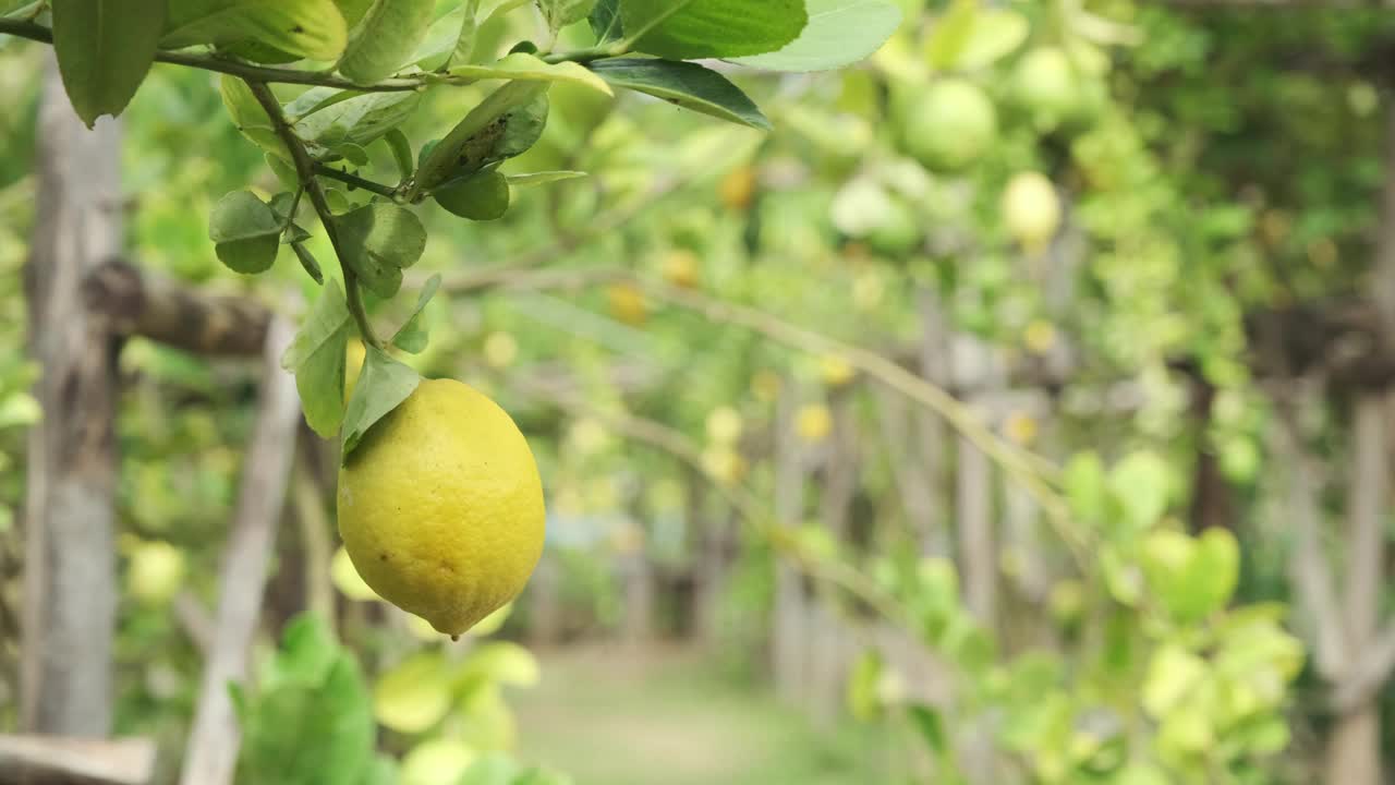 有机夏季新鲜柠檬种植在农业农场。视频素材