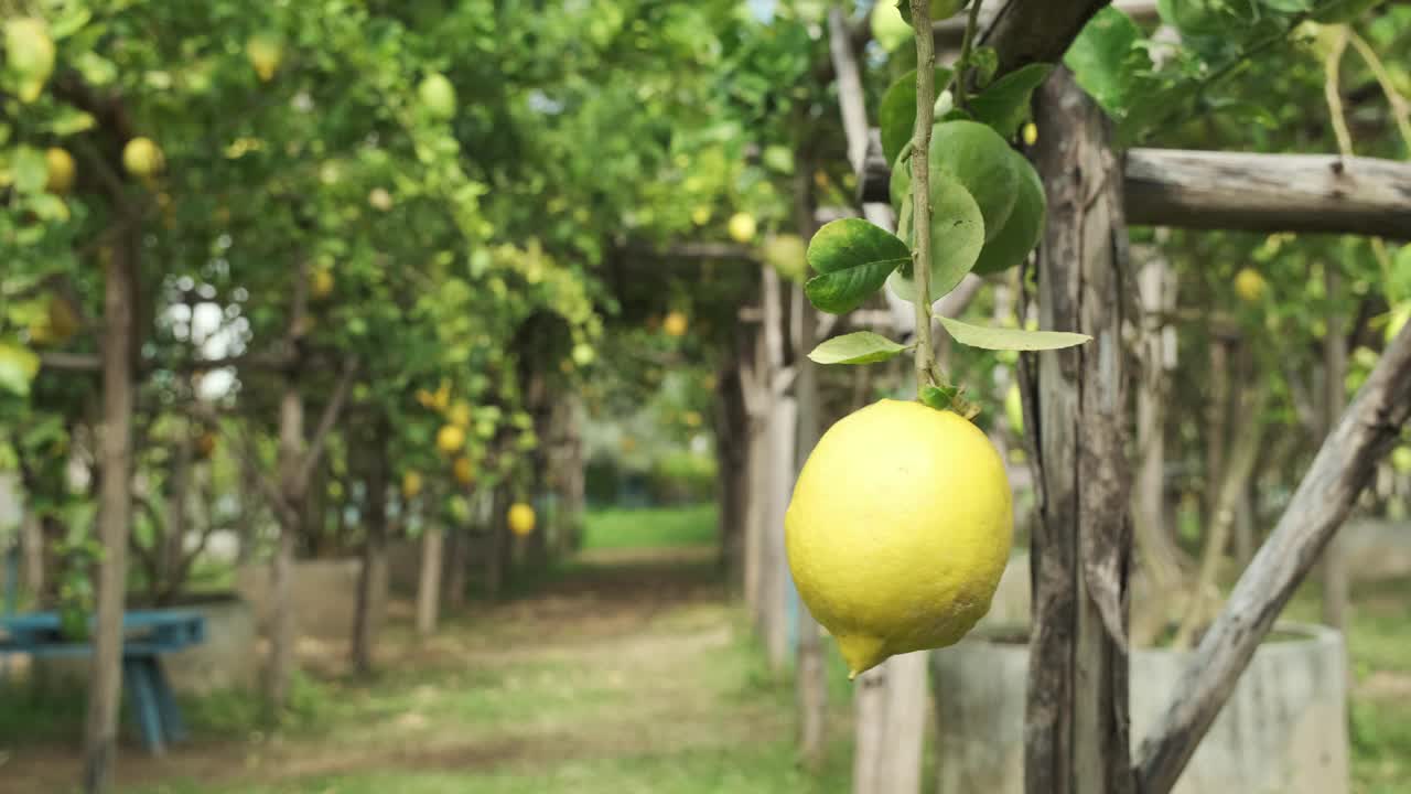 农场种植的有机热带新鲜黄柠檬。视频素材