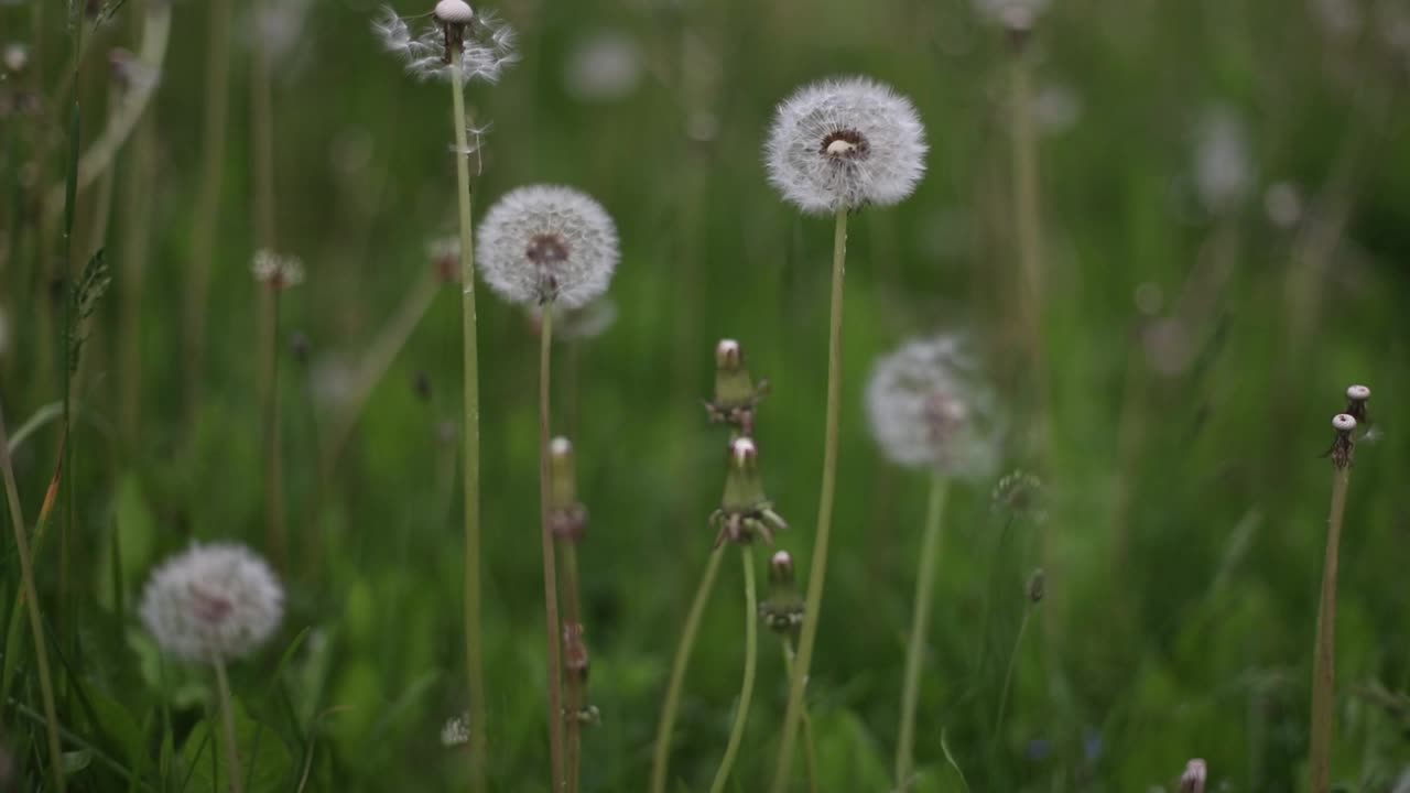 成熟的蒲公英在夏天的田野里。蒲公英开花了。视频素材