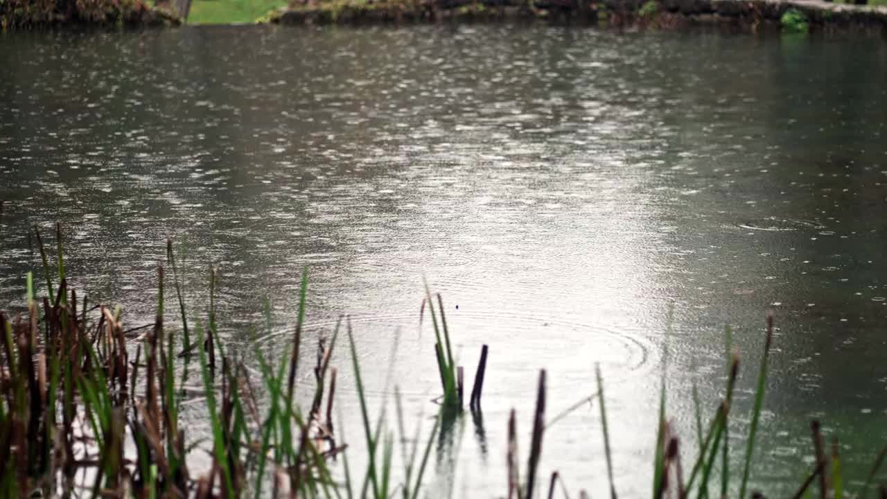 雨天的池塘视频素材