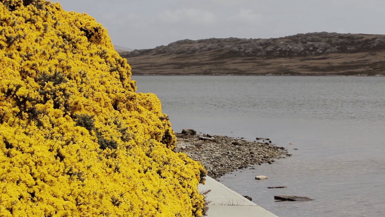 Ulex(通常称为金雀花，furze，或whin)开花植物在福克兰群岛(Islas Malvinas)。视频素材