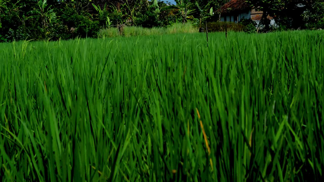 稻田的植物摇摆着视频素材