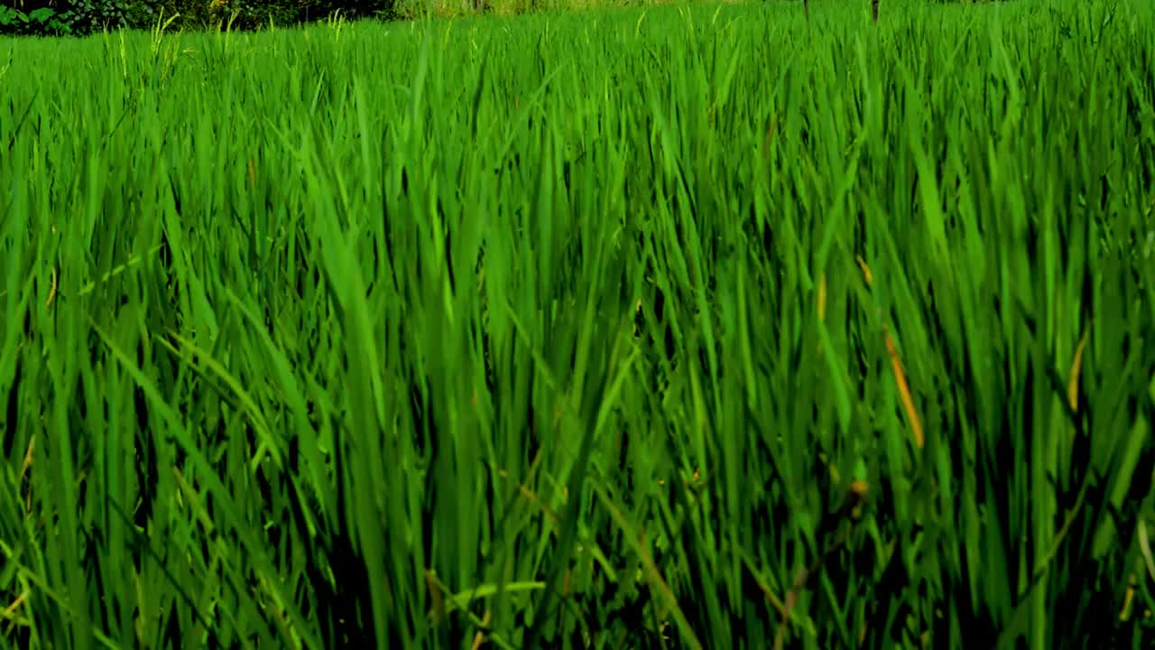 稻田的植物摇摆着视频素材