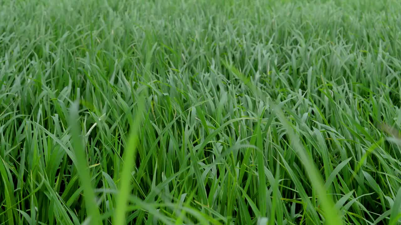 稻田的植物摇摆着视频素材