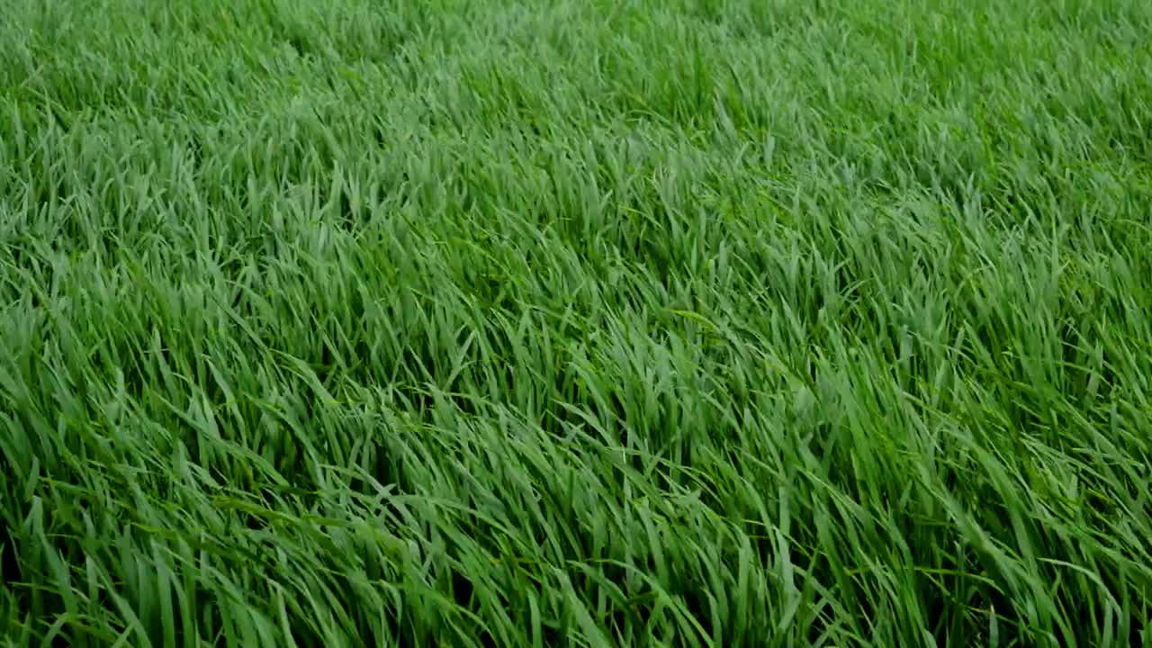 稻田的植物摇摆着视频素材