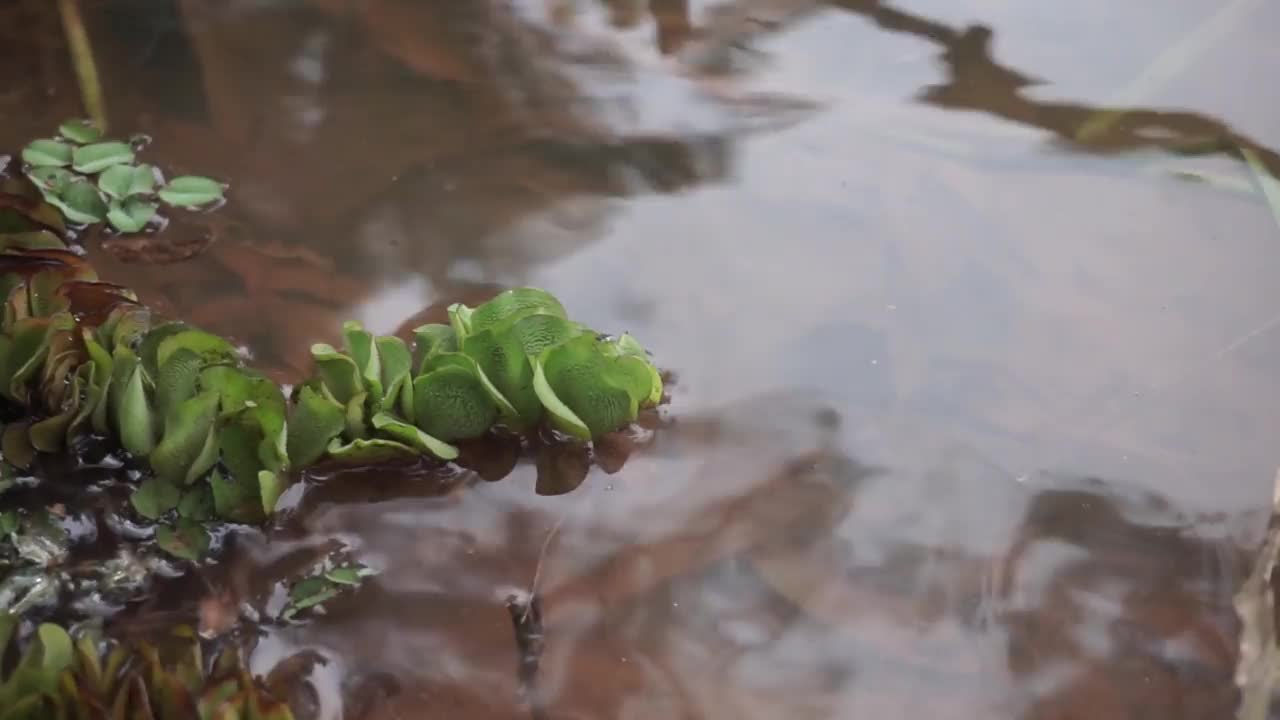 湖水视频素材