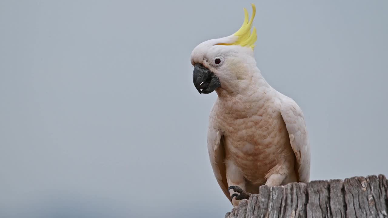 硫磺凤头鹦鹉(Cacatua galerita)视频素材