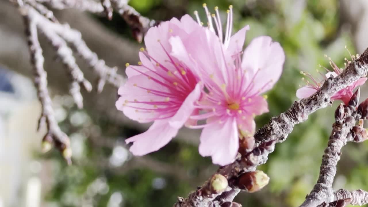 樱花盛开在冲绳那霸瑜伽公园视频素材