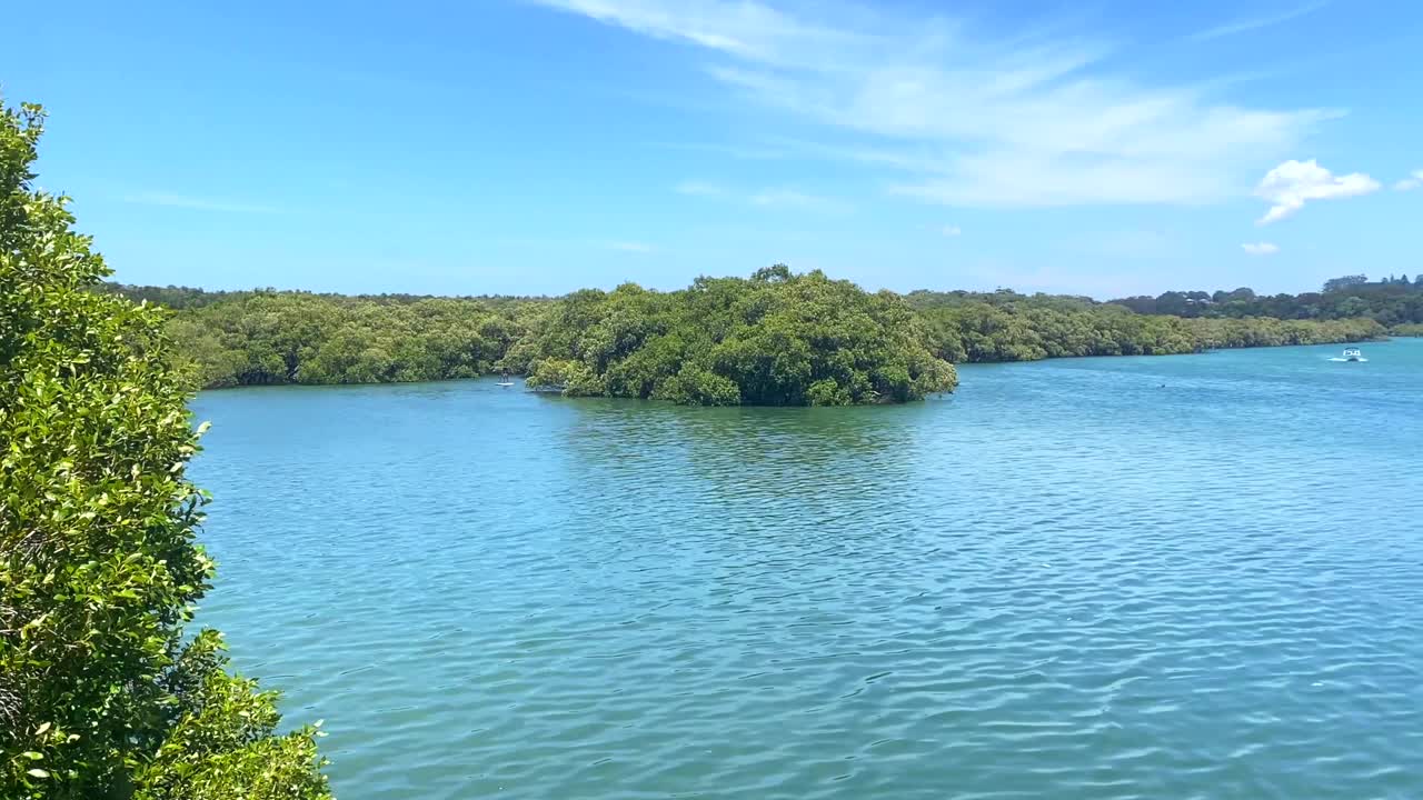 红树林之河视频素材