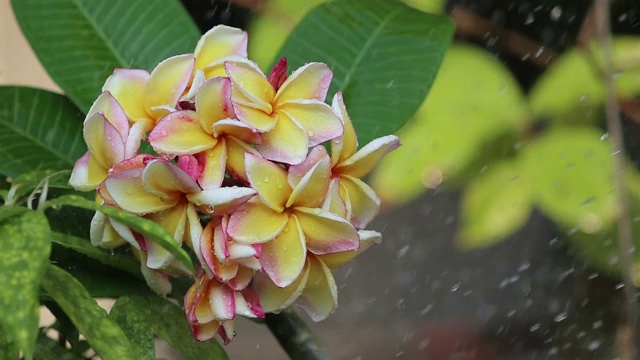 美丽的鸡蛋花或鸡蛋花在雨天，自然背景视频素材