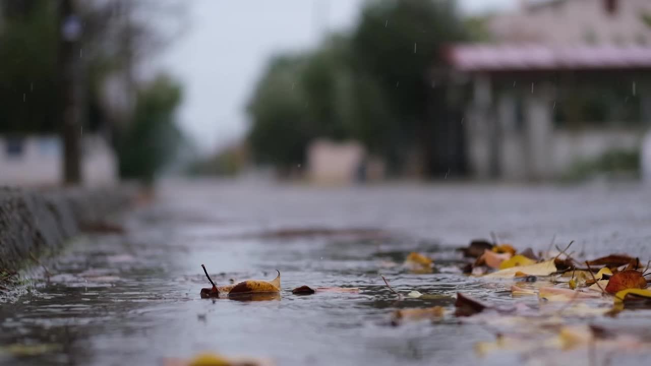 秋叶上的雨滴。视频素材