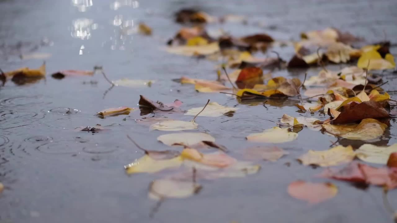 秋叶上的雨滴与车灯。视频素材