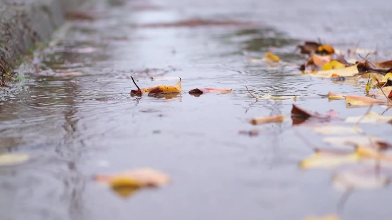 秋叶上雨滴的慢动作视频。视频素材